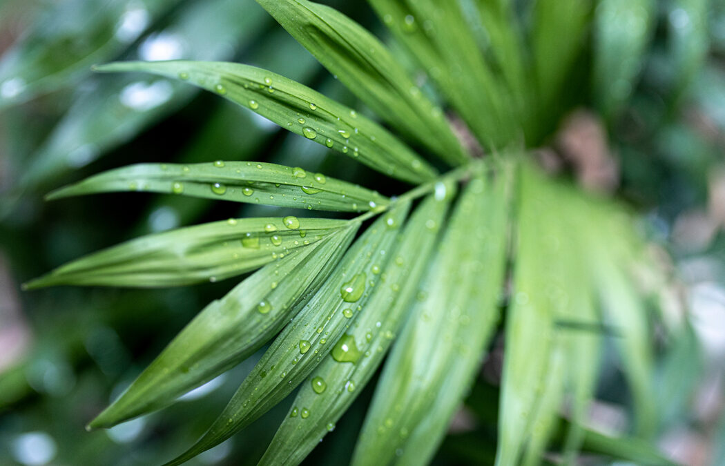 Les plus belles plantes vertes pour votre intérieur